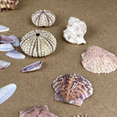 Lot of Sea Shell Private collection - Murex, Urchin, Scallops, Conch