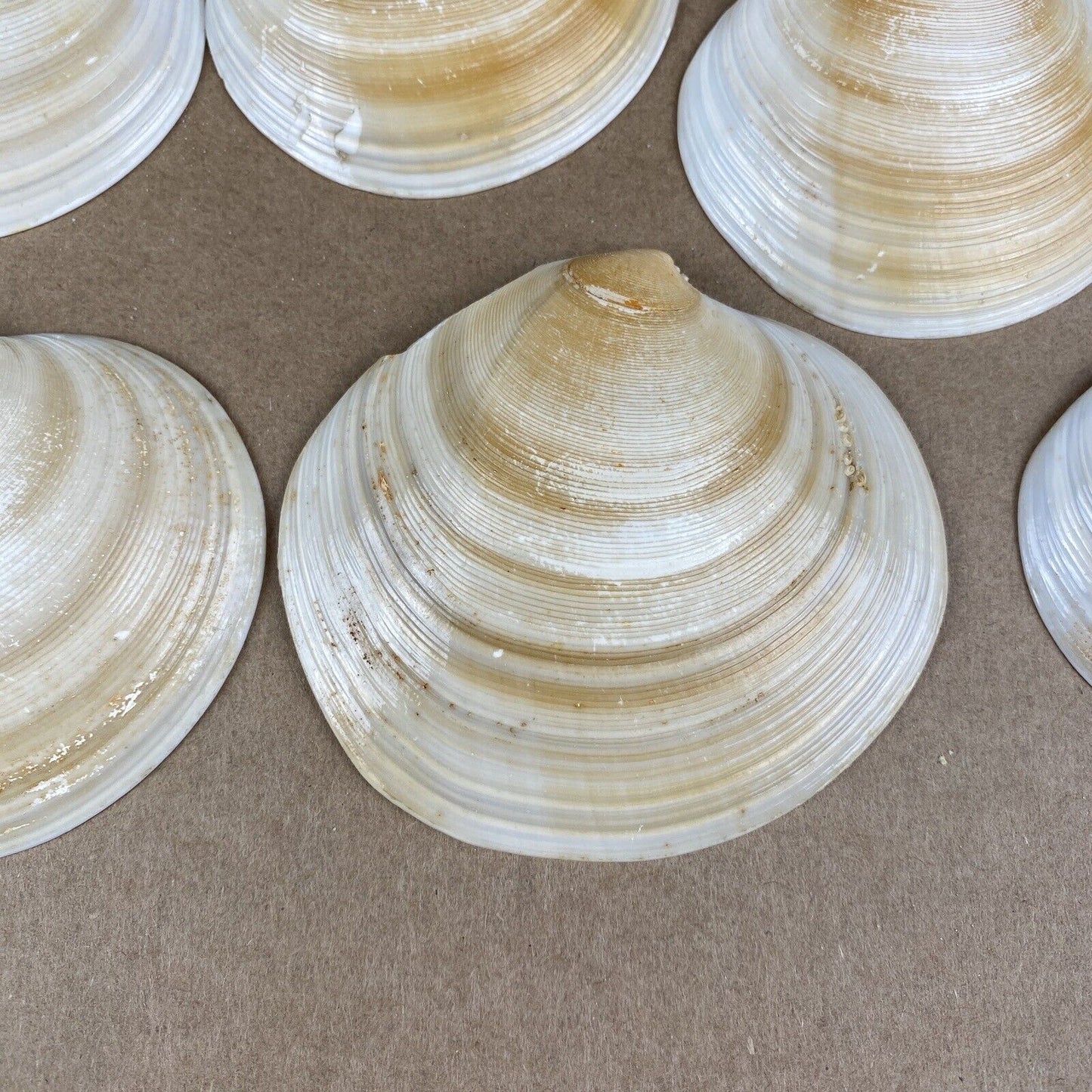 Lot  of Clam Sea Shell Real Natural Dish (seashells)