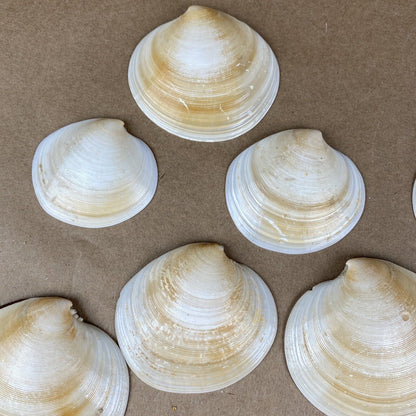 Lot  of Clam Sea Shell Real Natural Dish (seashells)