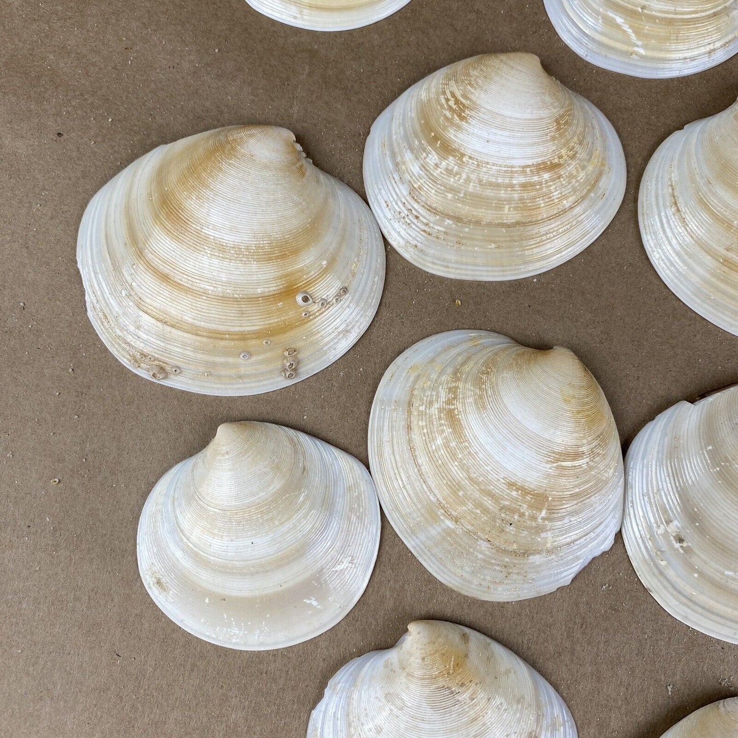 Lot  of Clam Sea Shell Real Natural Dish (seashells)