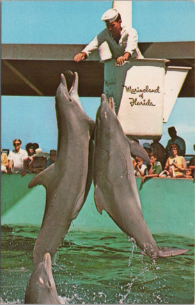 Vintage Postcard Feeding Time at Marineland of Florida