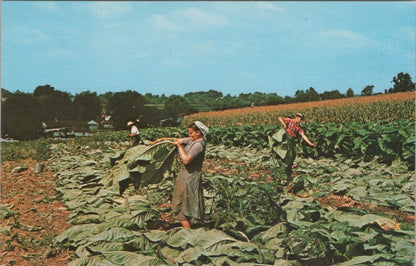 Vintage Postcard of The Amish Homestead