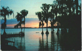 Vintage Postcard Silhouettes Cypress Trees - Cypress Gardens, Florida