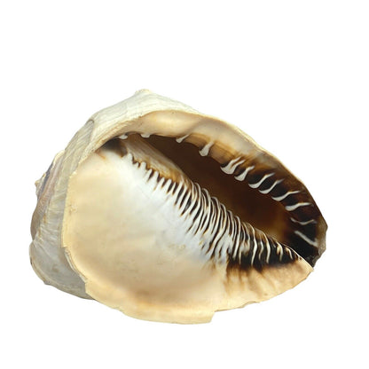 Queen Helmet Shell Seashell 7" (Beach Ocean Decor Aquarium) (Video)