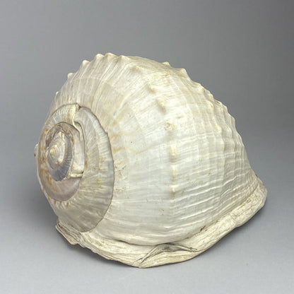 Queen Helmet Shell Seashell 7" (Beach Ocean Decor Aquarium) (Video)