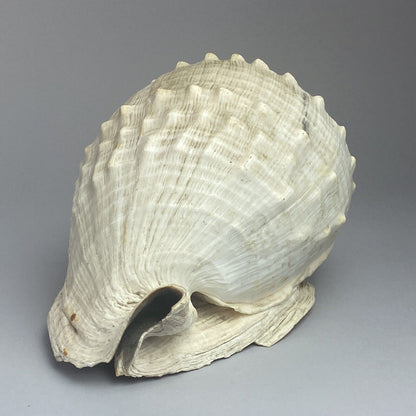 Queen Helmet Shell Seashell 7" (Beach Ocean Decor Aquarium) (Video)