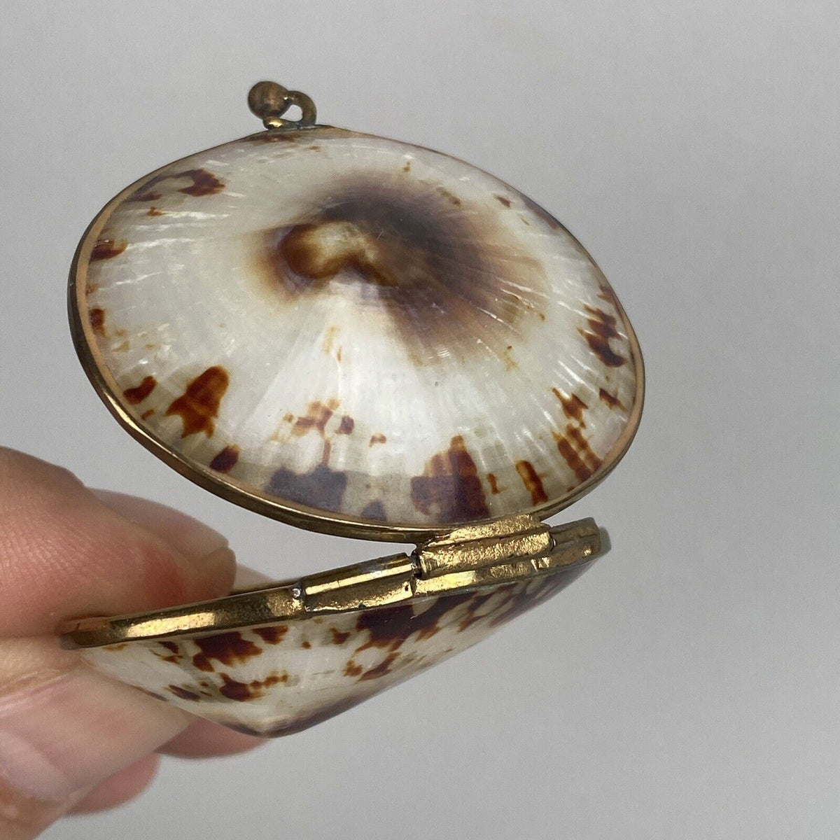 Vintage Limpet Shell Coin Holder 2" Long (Trinket Box)