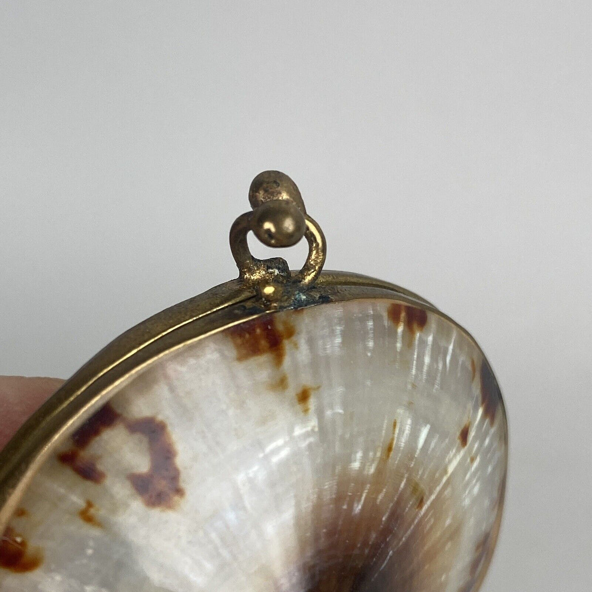 Vintage Limpet Shell Coin Holder 2" Long (Trinket Box)