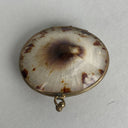 Vintage Limpet Shell Coin Holder 2" Long (Trinket Box)