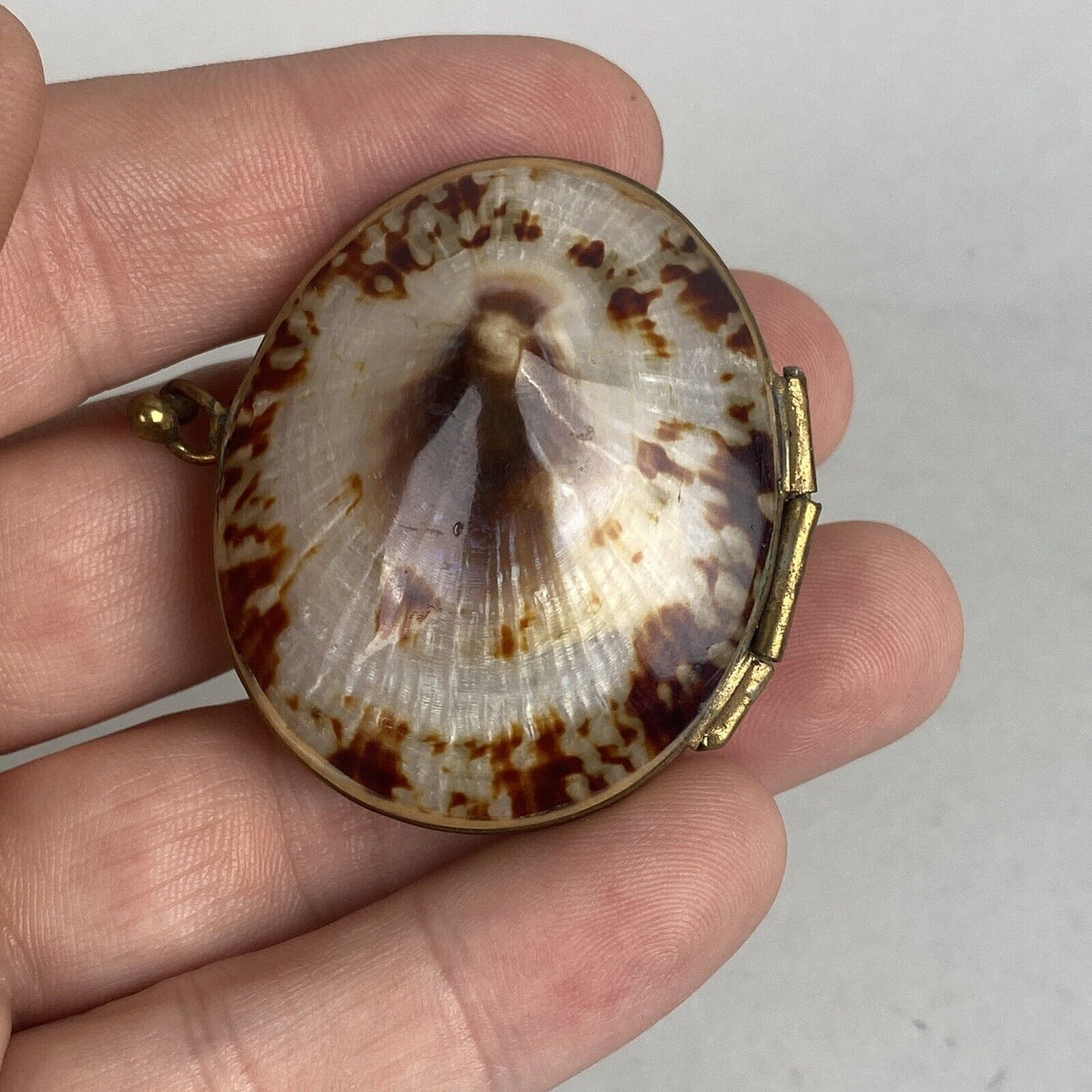 Vintage Limpet Shell Coin Holder 2" Long (Trinket Box)