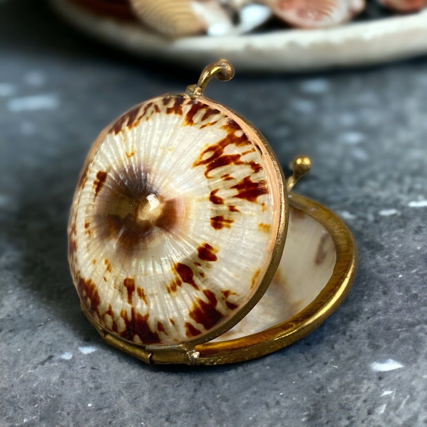 Vintage Limpet Shell Coin Holder 2" Long (Trinket Box)