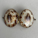 Vintage Limpet Shell Coin Holder 2" Long (Trinket Box)