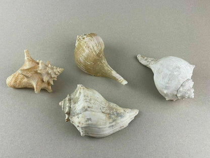 4 Conch Sea Shells 5"- 7" Marine Ocean Seashore Decor Crafts