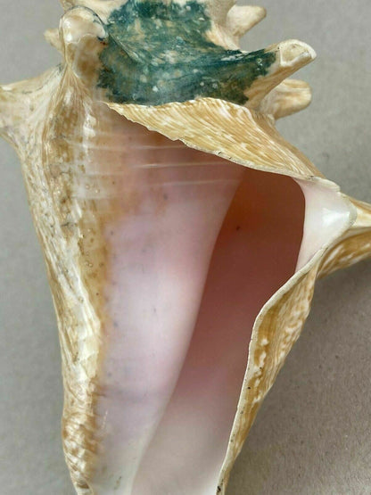 4 Conch Sea Shells 5"- 7" Marine Ocean Seashore Decor Crafts