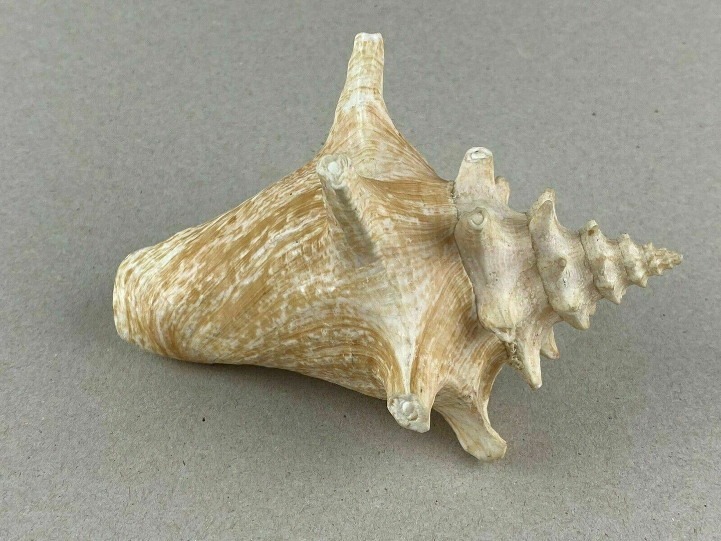 4 Conch Sea Shells 5"- 7" Marine Ocean Seashore Decor Crafts