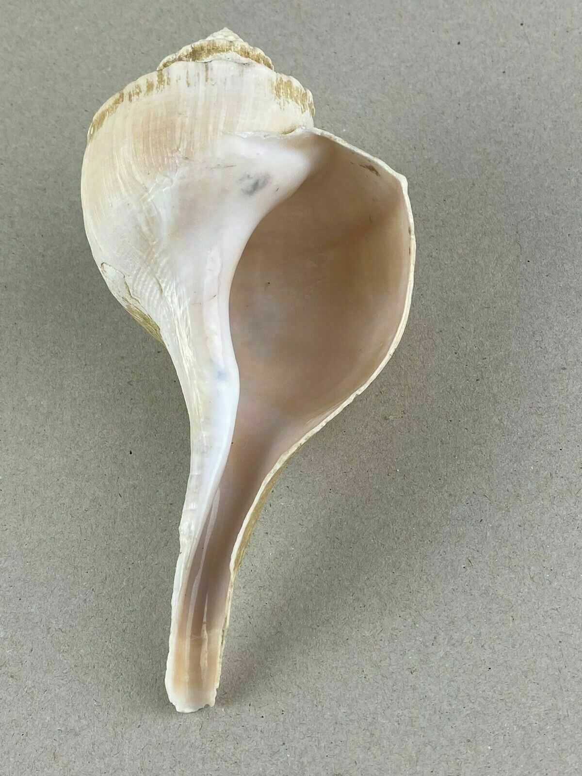 4 Conch Sea Shells 5"- 7" Marine Ocean Seashore Decor Crafts