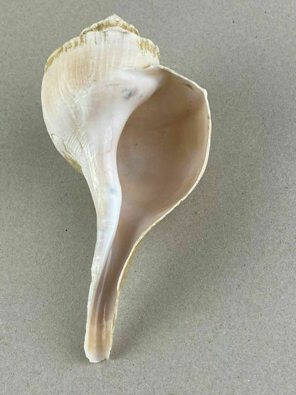 4 Conch Sea Shells 5"- 7" Marine Ocean Seashore Decor Crafts