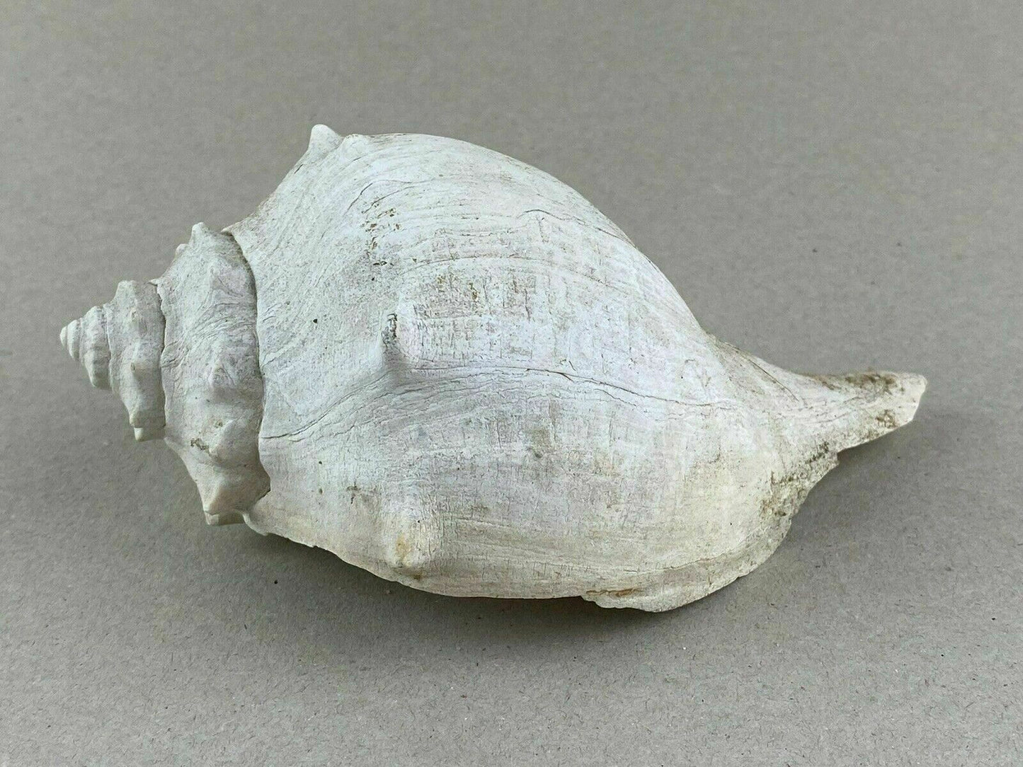 4 Conch Sea Shells 5"- 7" Marine Ocean Seashore Decor Crafts