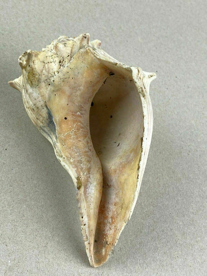 4 Conch Sea Shells 5"- 7" Marine Ocean Seashore Decor Crafts