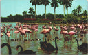 Vintage Postcard Flamingos and Swans Hialeah Race Course, Hialeah, Florida