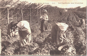 Vintage French Postcard  - France La Cote d'azur, La Cueillette de Violettes