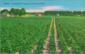 Vintage Postcard of A Field of Fine Tobacco in the Sunny South