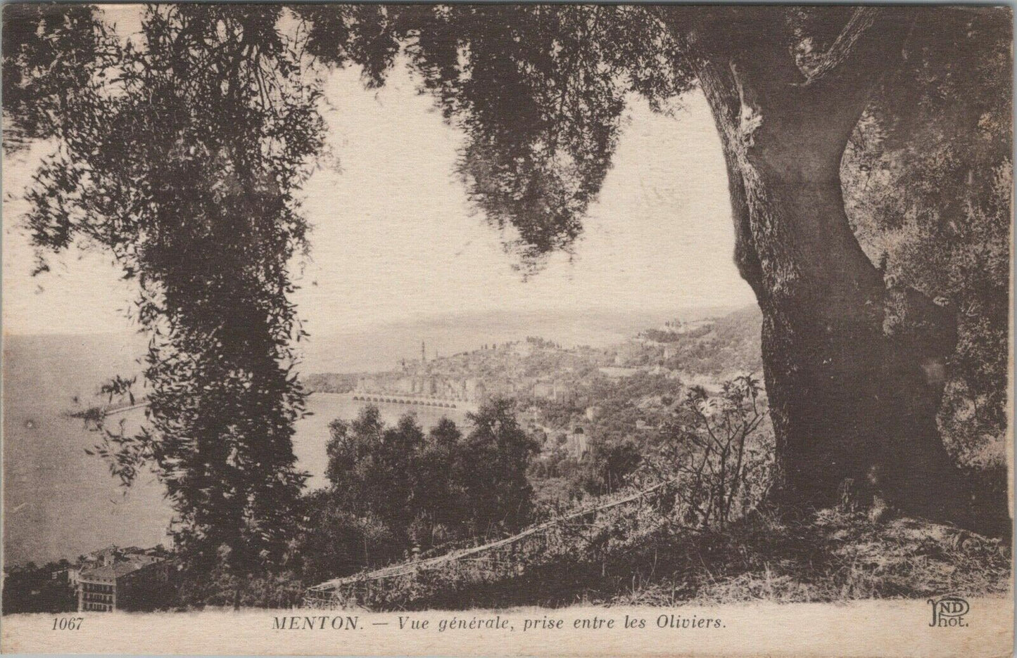 French Antique Postcard: Menton. "vue generale, prise entre les Oliviers"