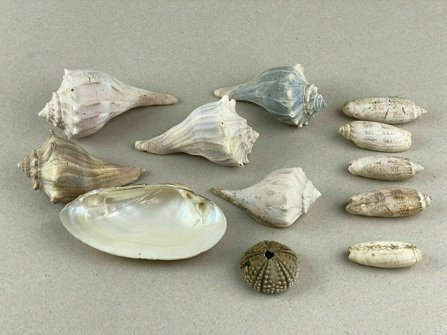 8 Conch Sea Shells Marine Ocean Seashore