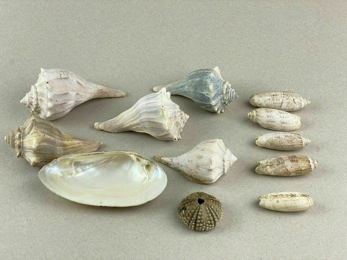 8 Conch Sea Shells Marine Ocean Seashore