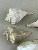 8 Conch Sea Shells Marine Ocean Seashore