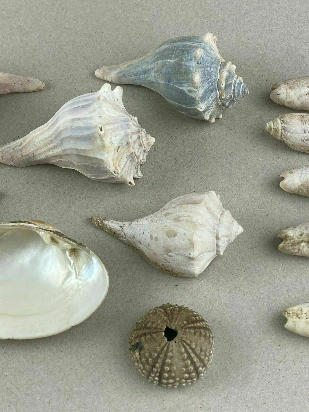 8 Conch Sea Shells Marine Ocean Seashore