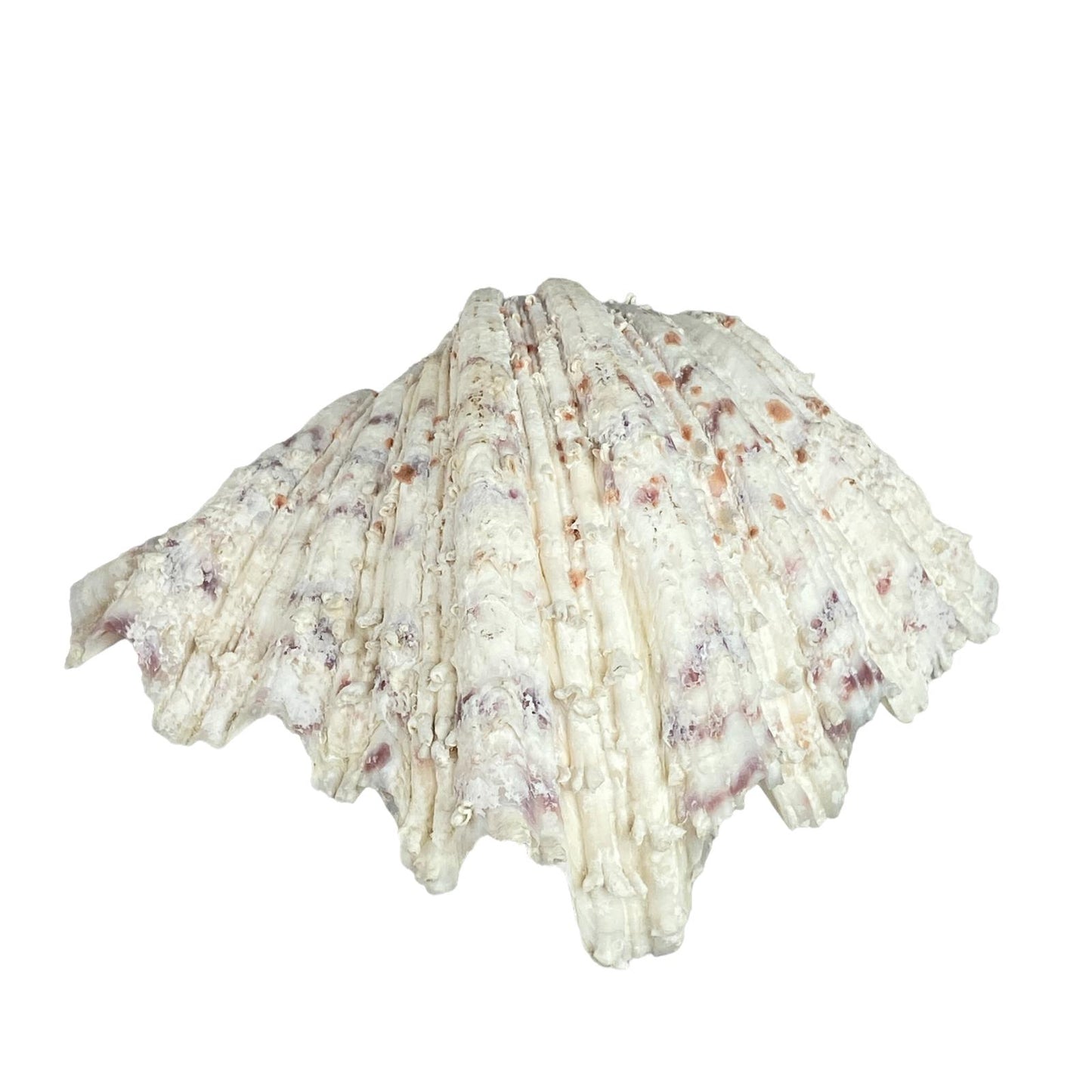 Seashell Beach Decor