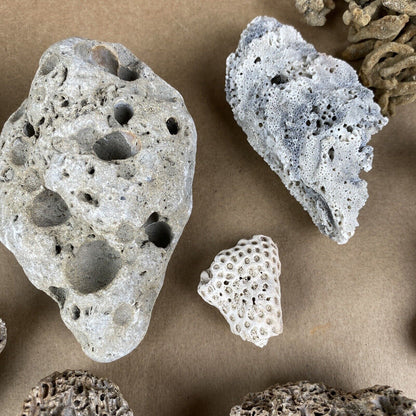 Lot of Natural Sponge, Fair Rocks, Hag Stones beach - private collection