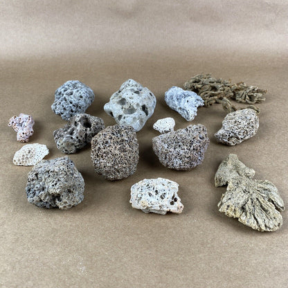 Lot of Natural Sponge, Fair Rocks, Hag Stones beach - private collection