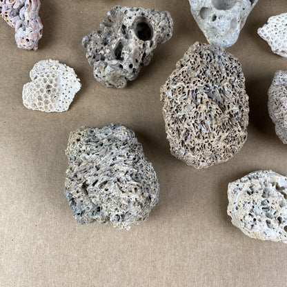 Lot of Natural Sponge, Fair Rocks, Hag Stones beach - private collection