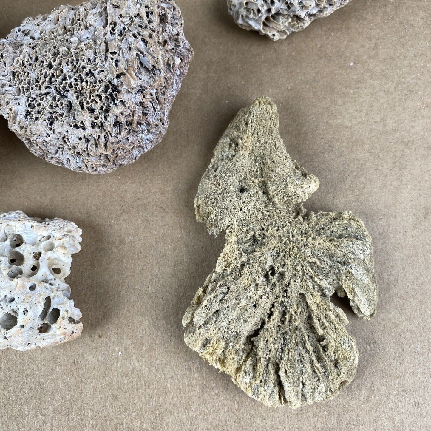 Lot of Natural Sponge, Fair Rocks, Hag Stones beach - private collection